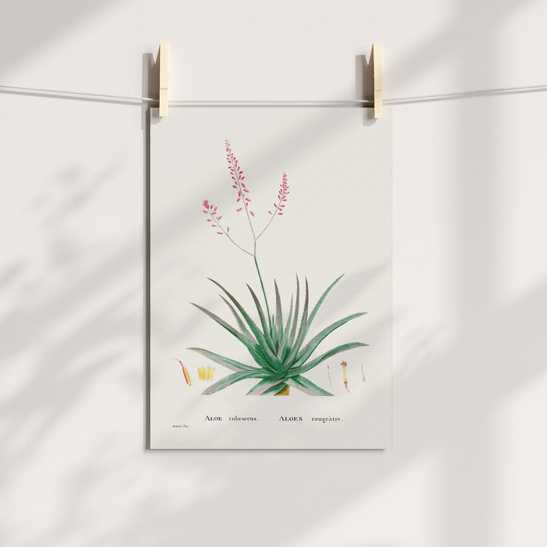 Aloe Vera Botanical Printable Art