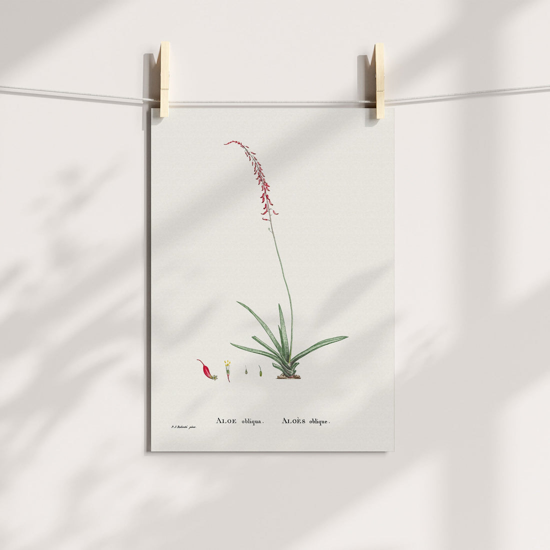 Dwarf Ox Tongue / Klein Beestong Botanical Printable Art