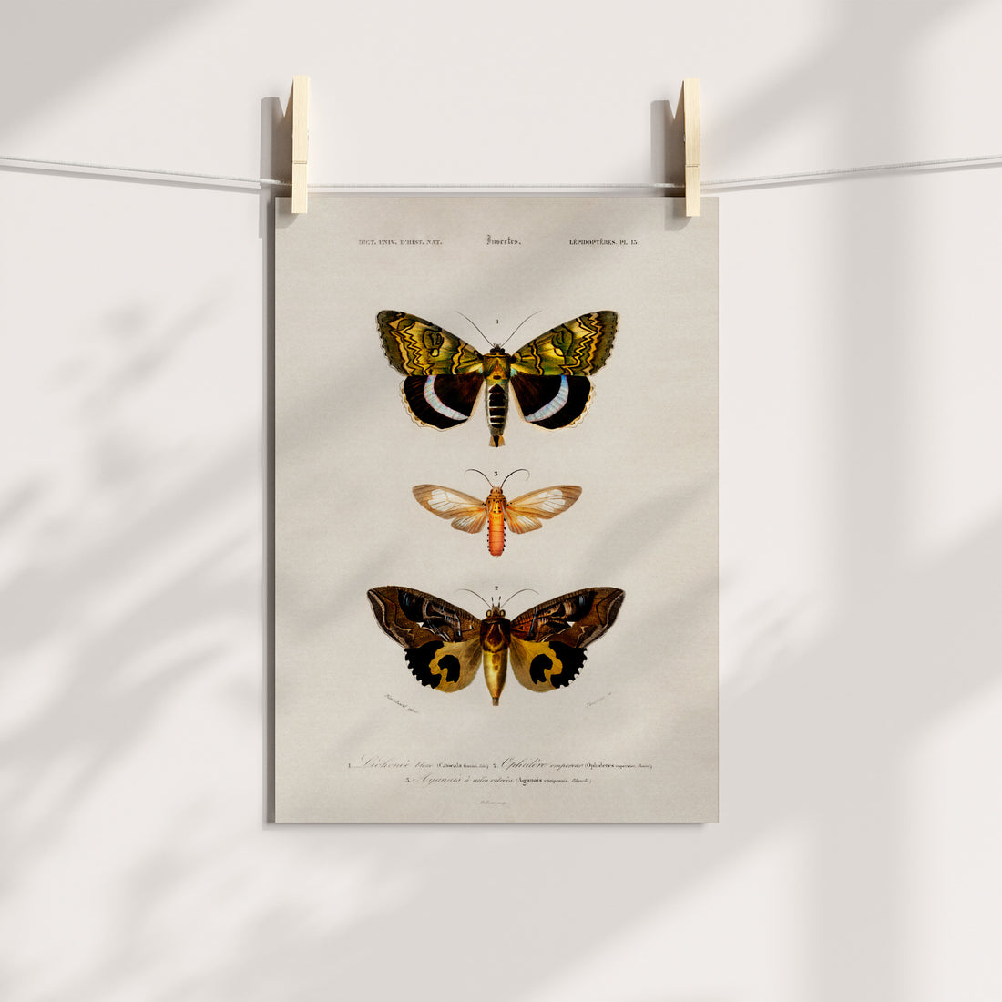 Nocturnal Elegance: Moths of Mystery Printable Art