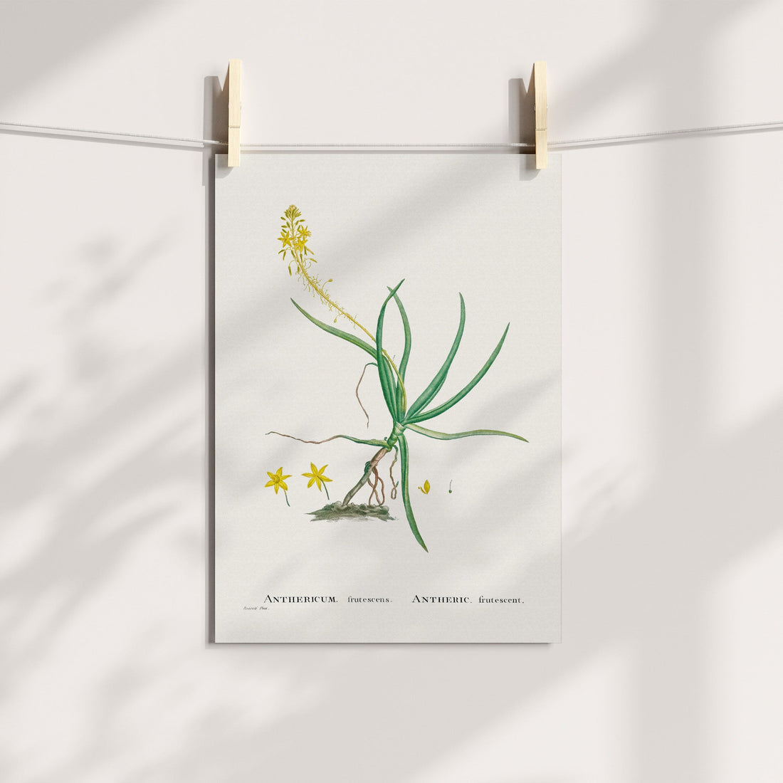Stalked Bulbine Botanical Printable Art