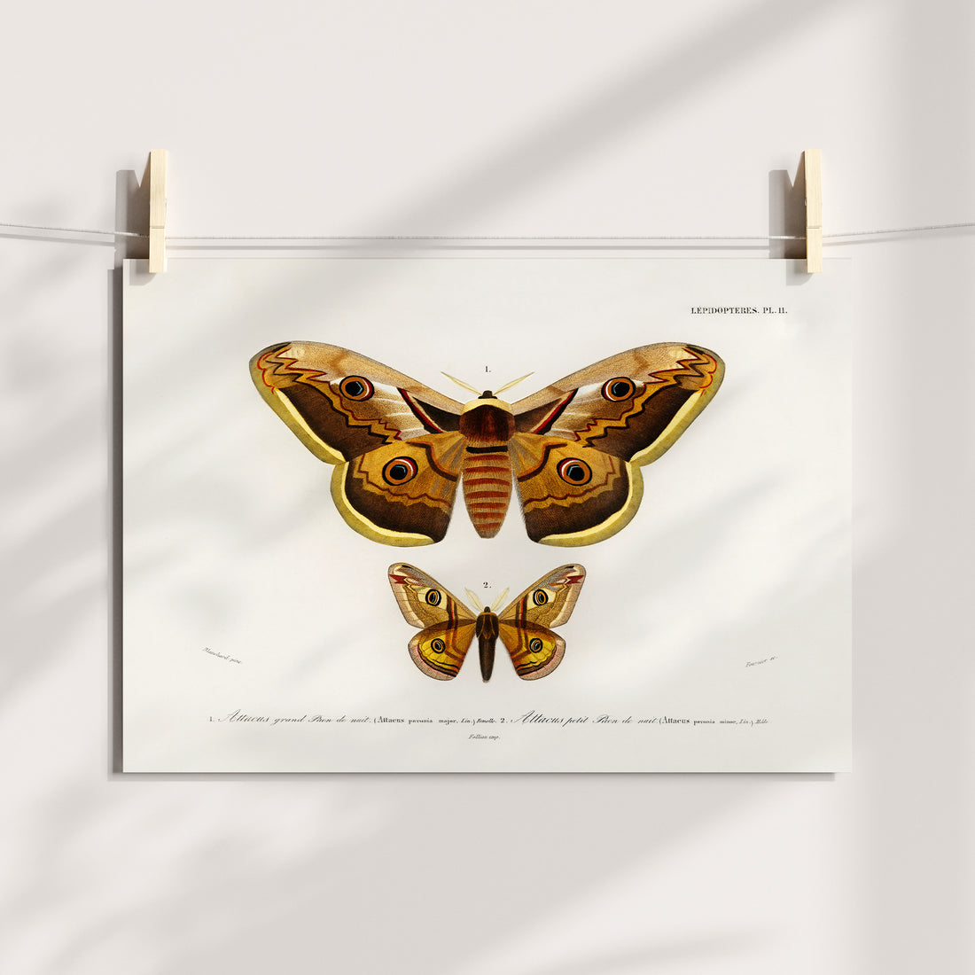 Emperor Moth Marvels Printable Art