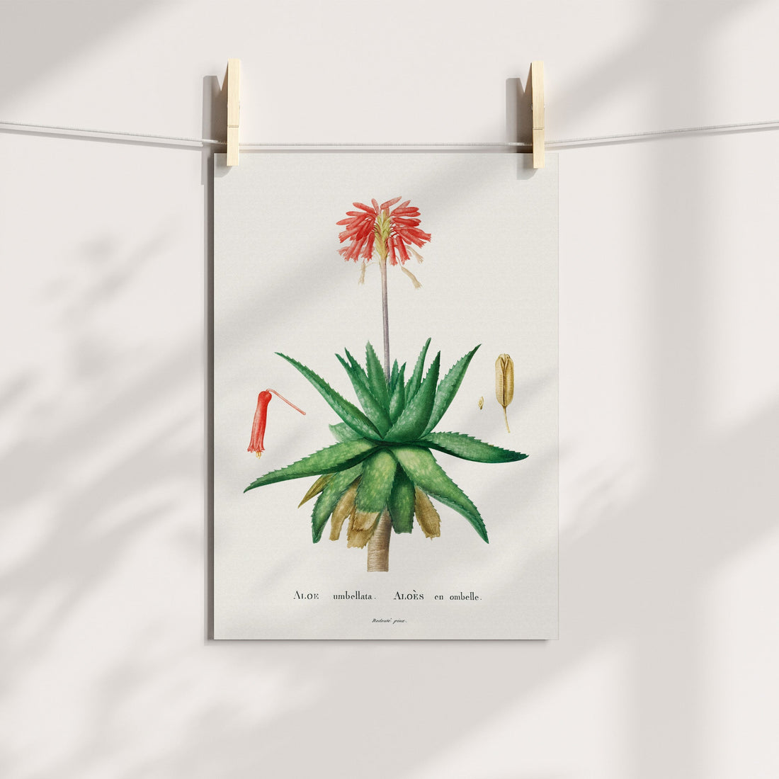 Zebra Aloe Botanical Printable Art