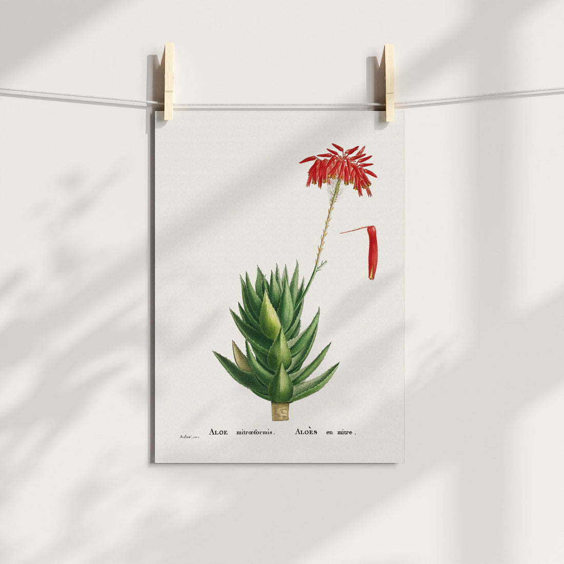 Rubble Aloe Botanical Printable Art