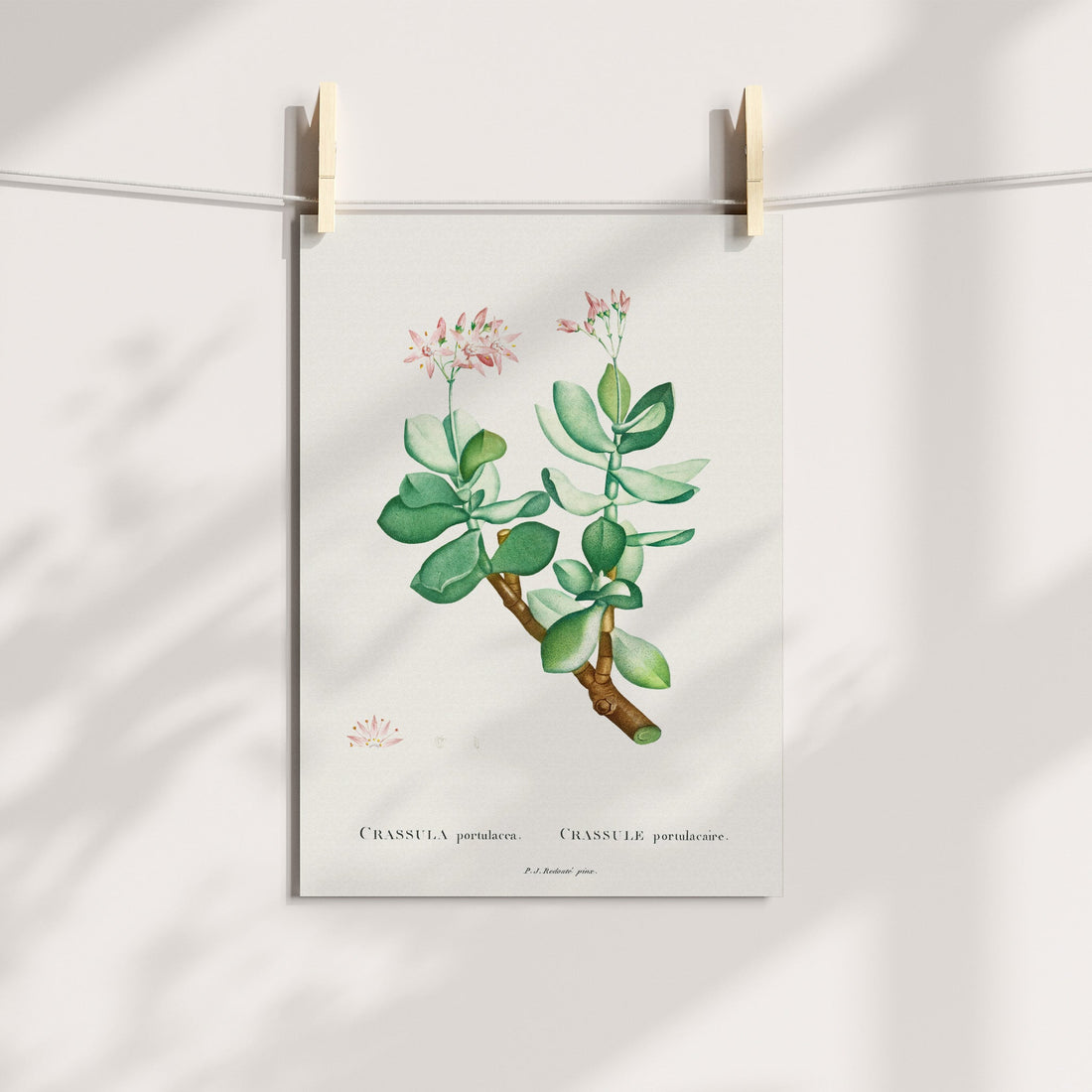 Jade Plant Botanical Printable Art