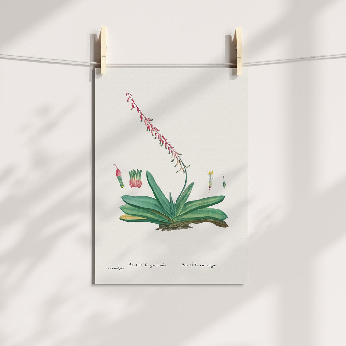 Keeled Ox Tongue / Bredasdorp Beestong Botanical Printable Art