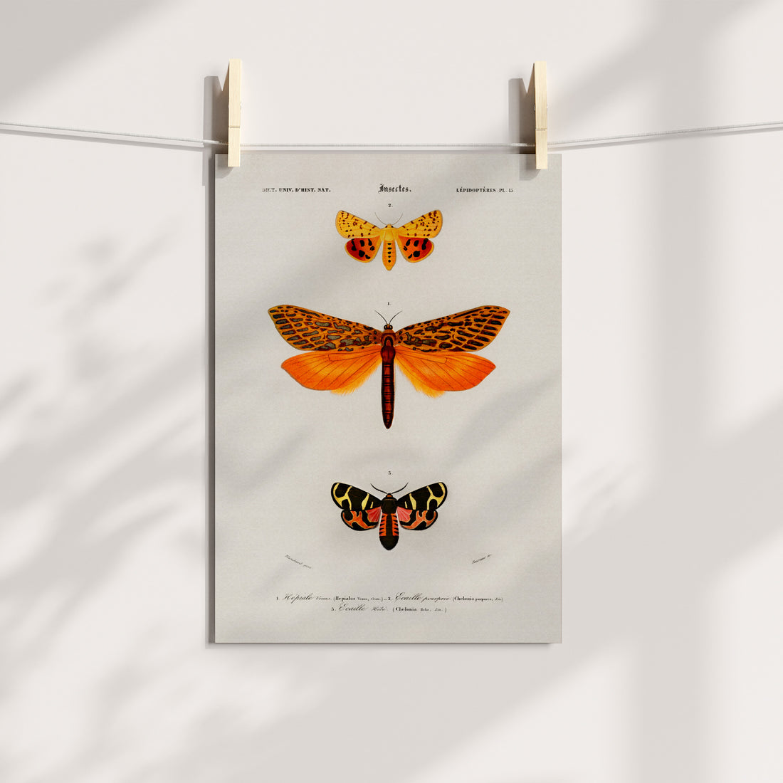 Garden Gala: A Lepidoptera Collection Printable Art