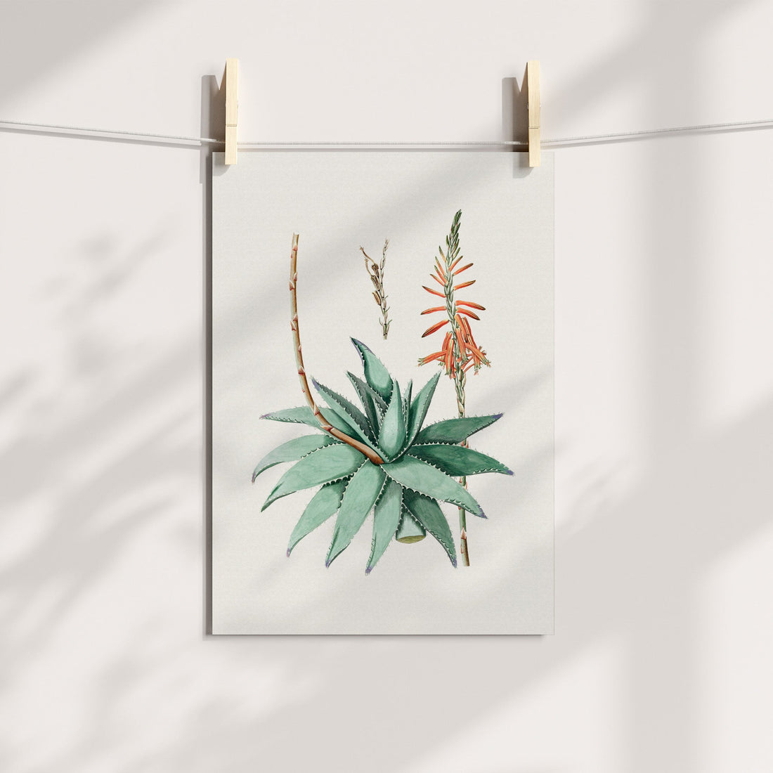 Aloe Vera Botanical Printable Art