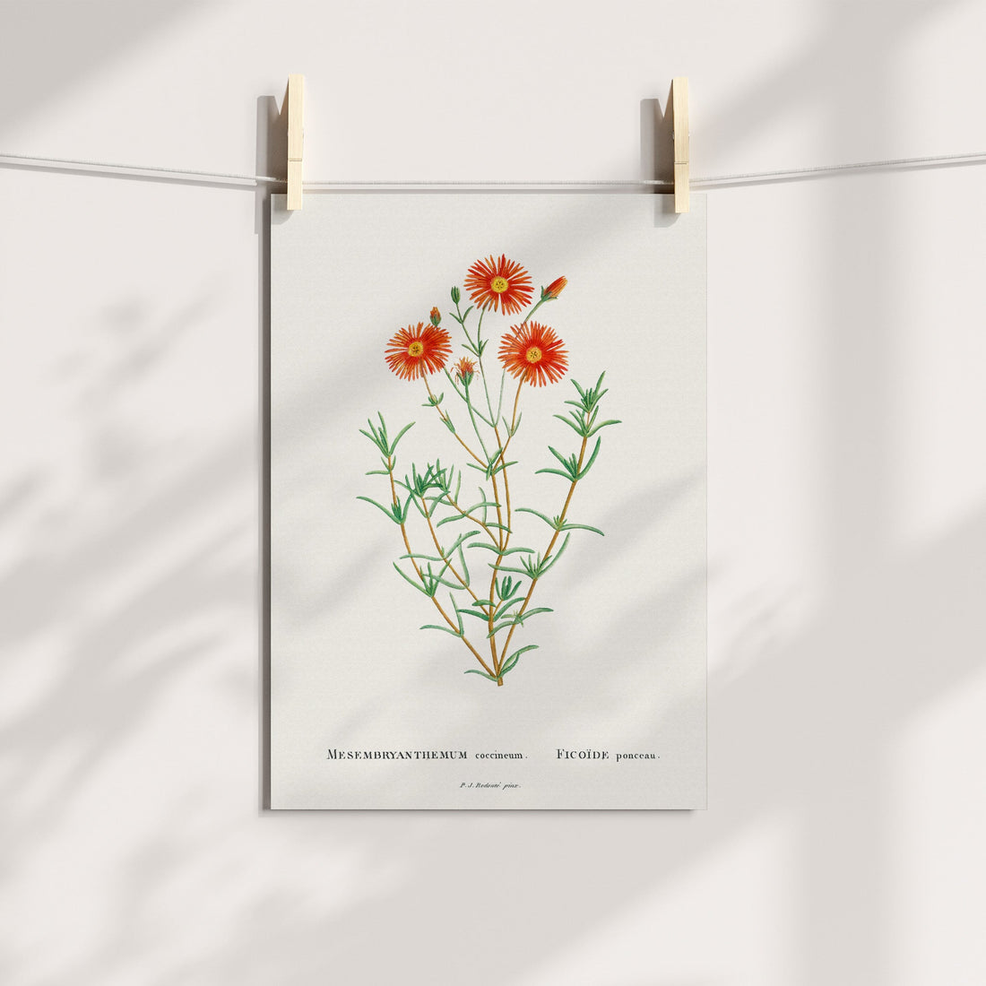 Rose Vygie / Roosvygie Botanical Printable Art