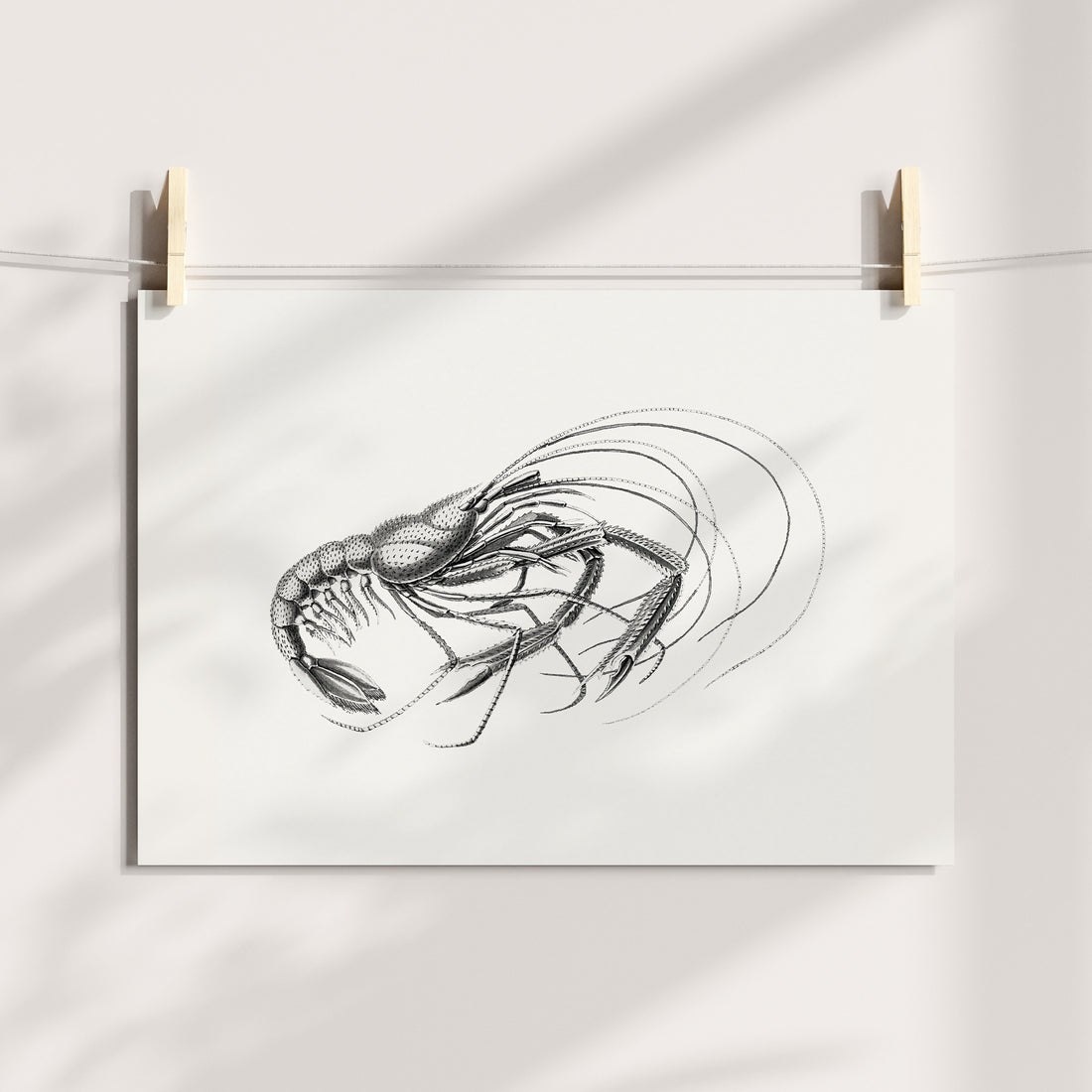 Swift Currents: Dynamic Shrimp Illustration Printable Art
