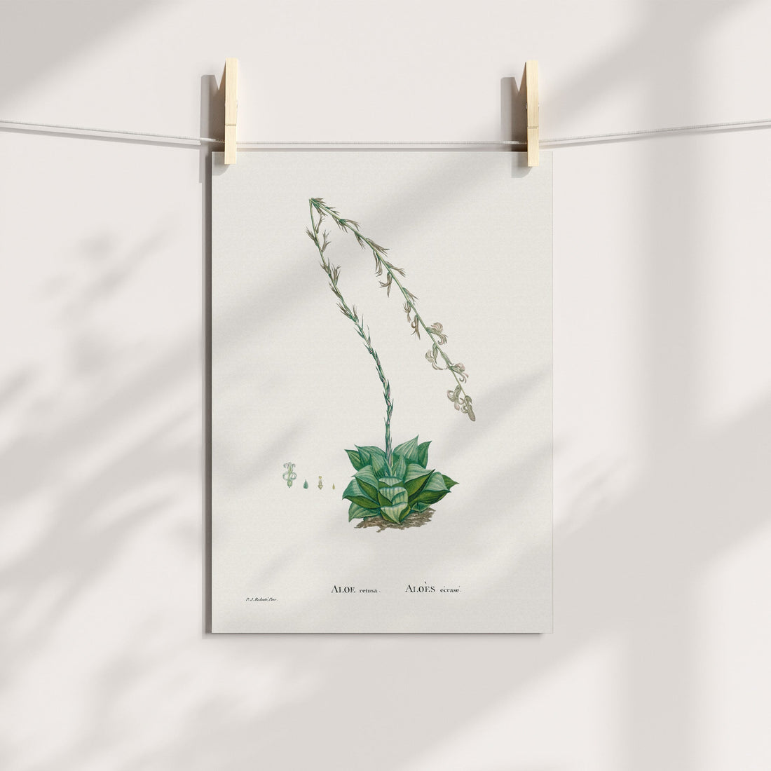 Star Cactus Botanical Printable Art