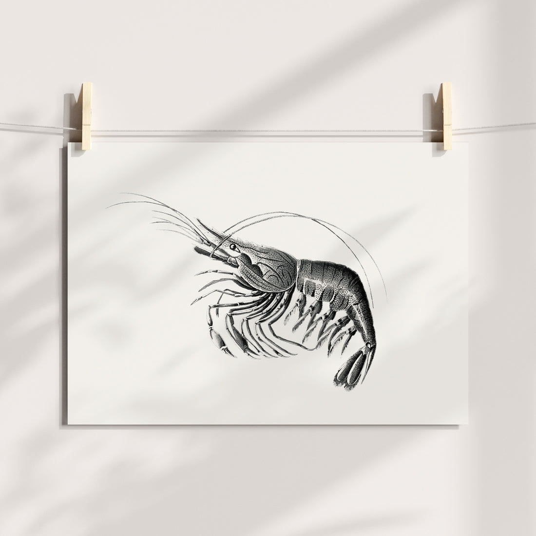 Curvature of the Sea: Shrimp Elegance Printable Art
