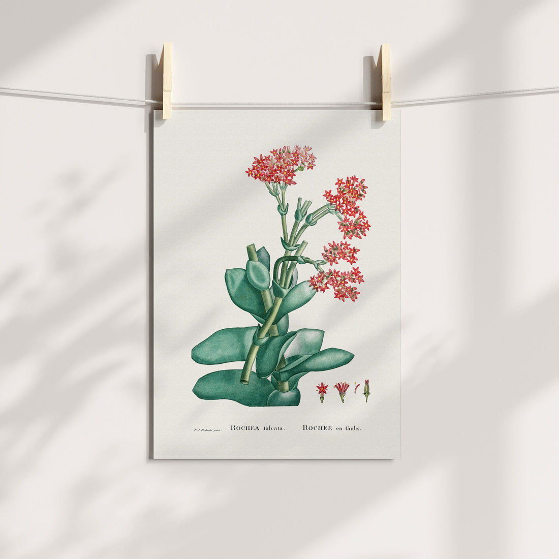 Propeller Plant Botanical Printable Art