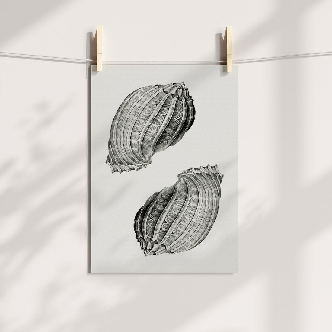Symphony in Shell: Dual Marine Echoes Printable Art