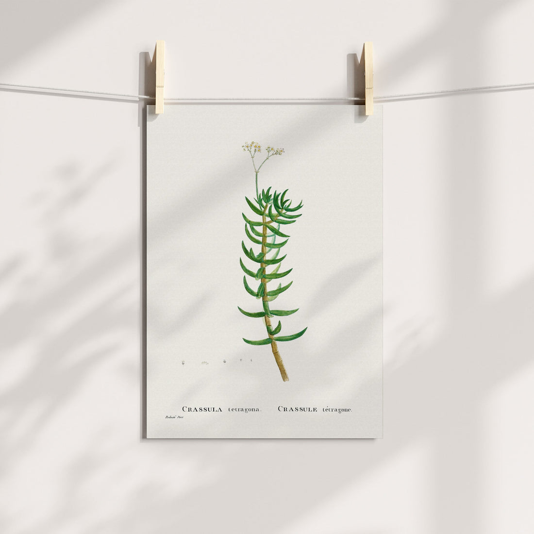 Miniature Pine Tree / Karkai Botanical Printable Art