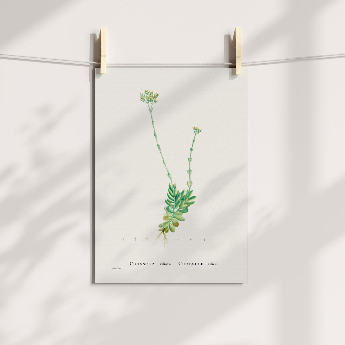 Frill Stonecrop Botanical Printable Art