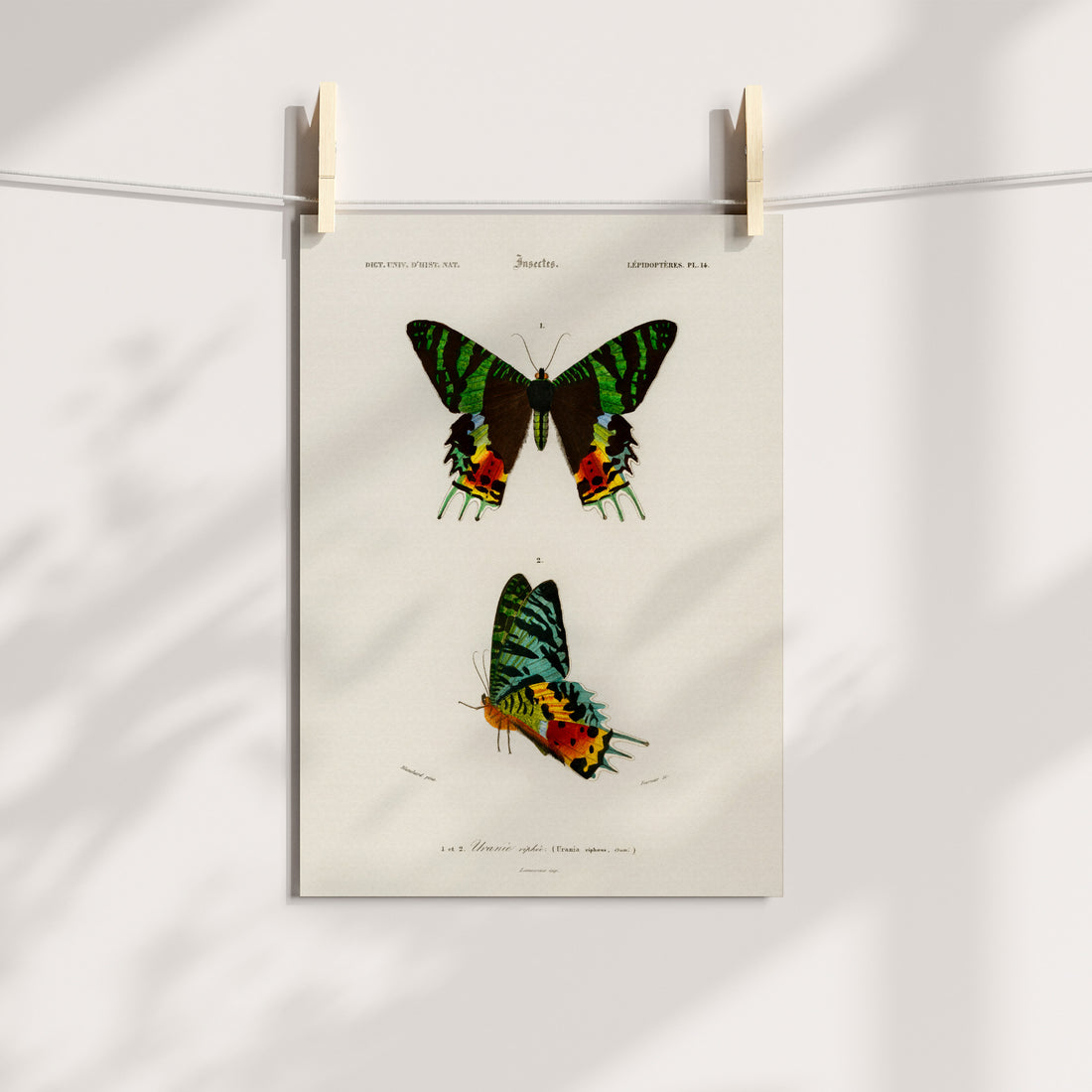 Madagascan Sunset Moth Display Printable Art