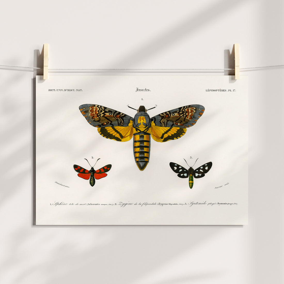 Eclipse Moth Ensemble Printable Art