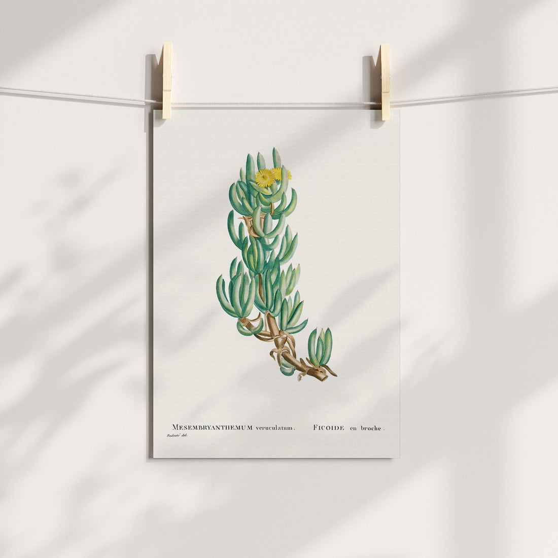 Sour Fig / Suurvy Botanical Printable Art
