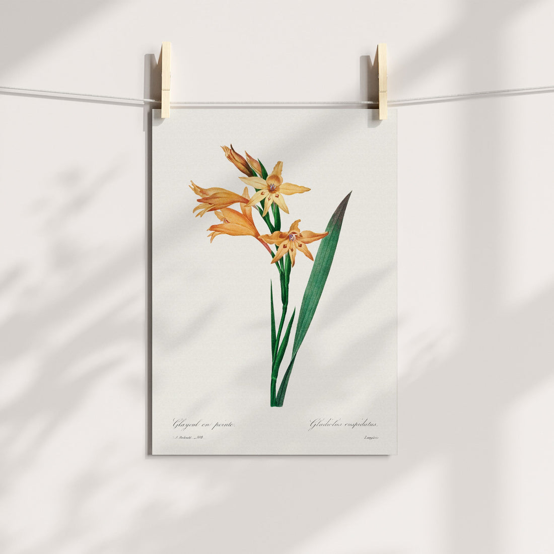 Gladiolus Painted Lady / Vleipypie Botanical Printable Art