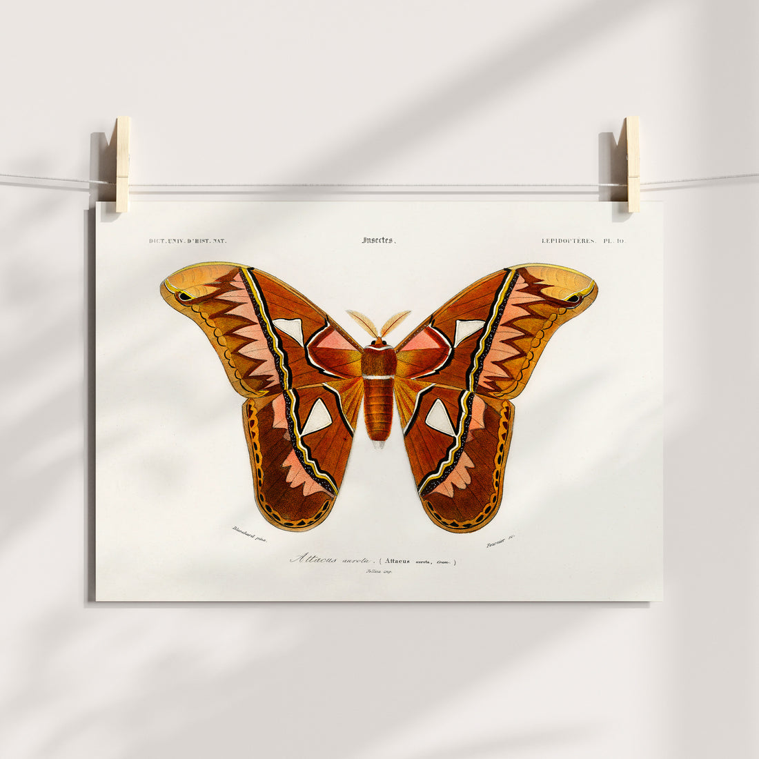 Whispers of the Attacus Atlas Printable Art