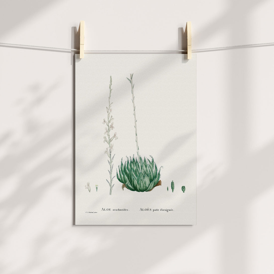 Paper Rose / Spinnekopnes Botanical Printable Art