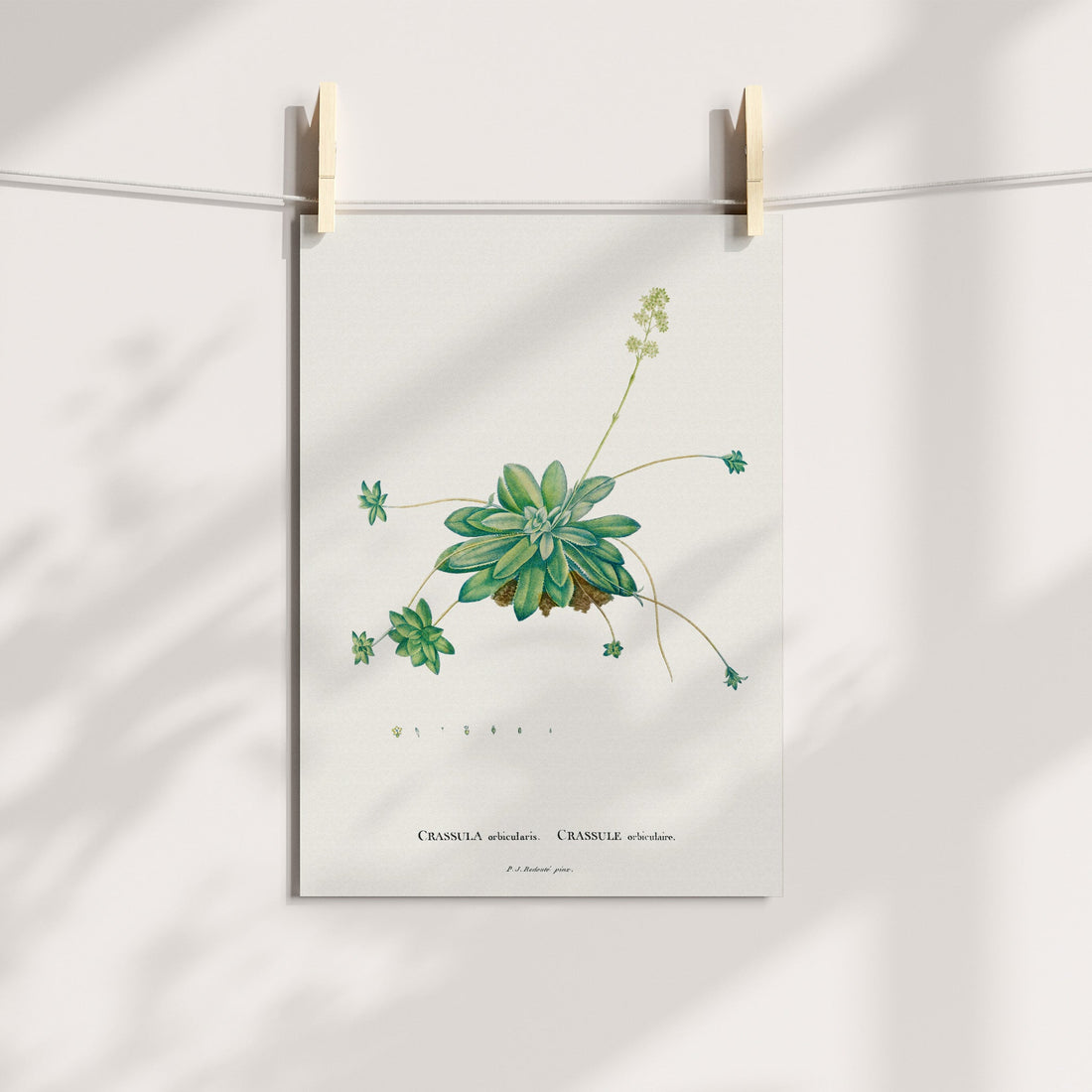 Curly Jade / Klipblom Botanical Printable Art