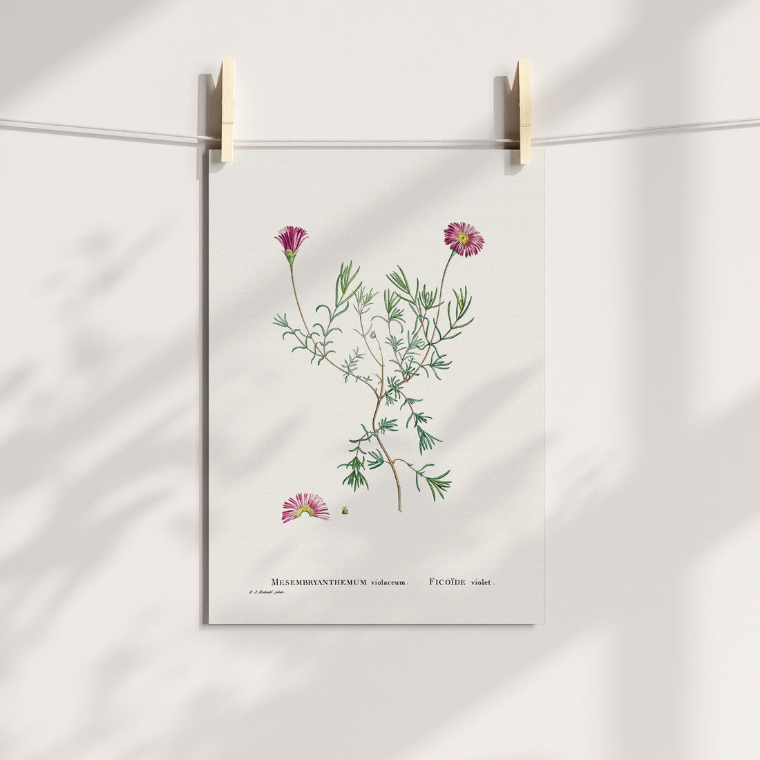 Purple Vygie / Persvygie Botanical Printable Art
