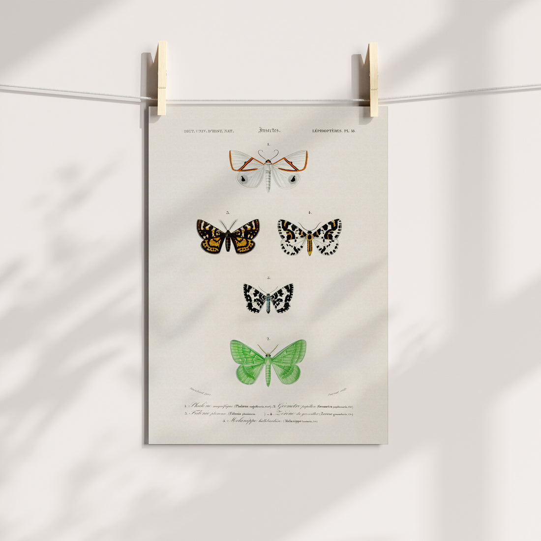 Mosaic of Moth Magnificence Printable Art