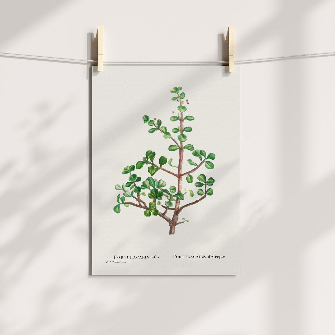 Elephant Bush / Spekboom Botanical Printable Art