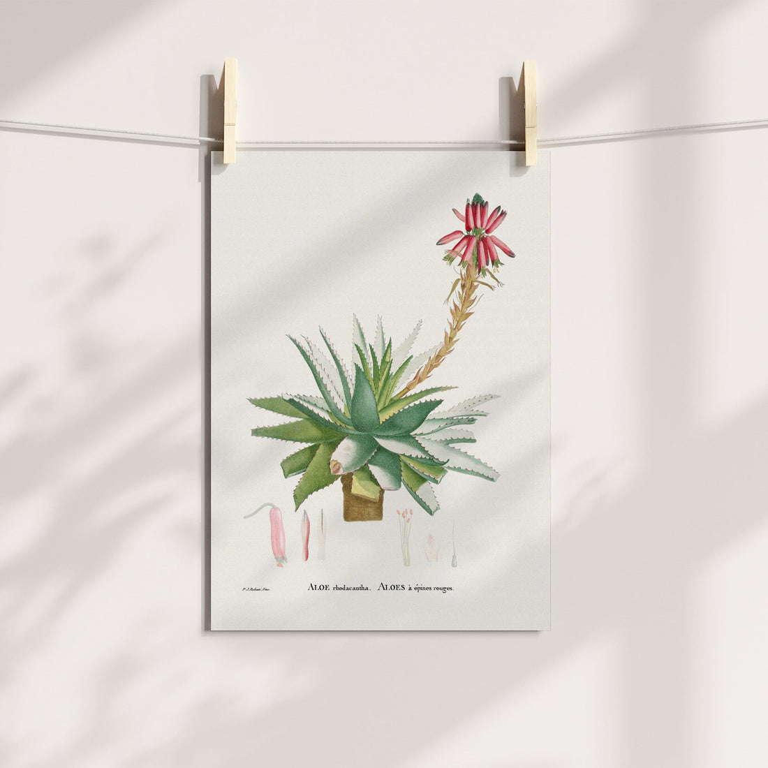Blue Aloe Botanical Printable Art