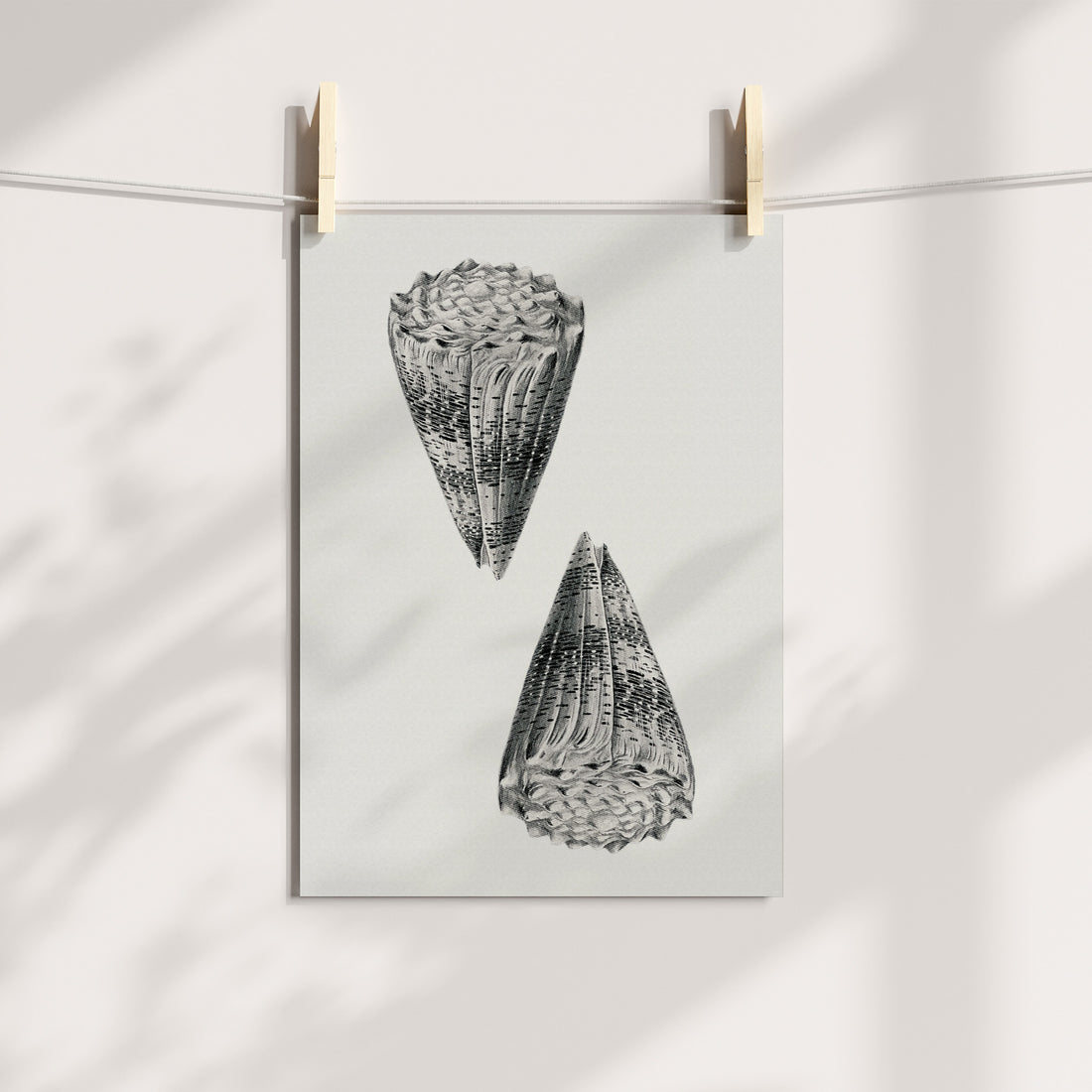 Conical Elegance: Textured Shell Illustration Printable Art