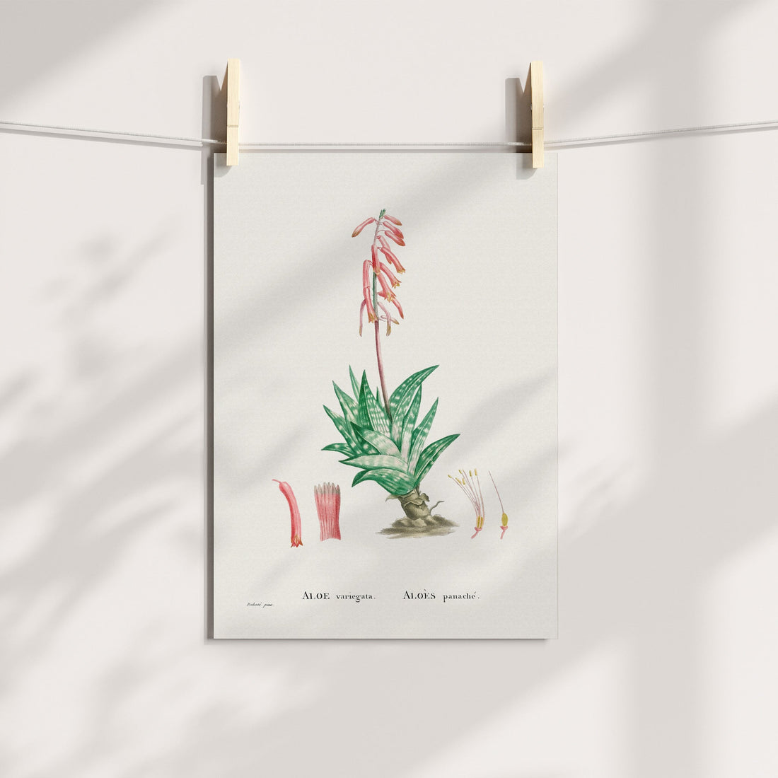Tiger Aloe / Bontalwyn Botanical Printable Art