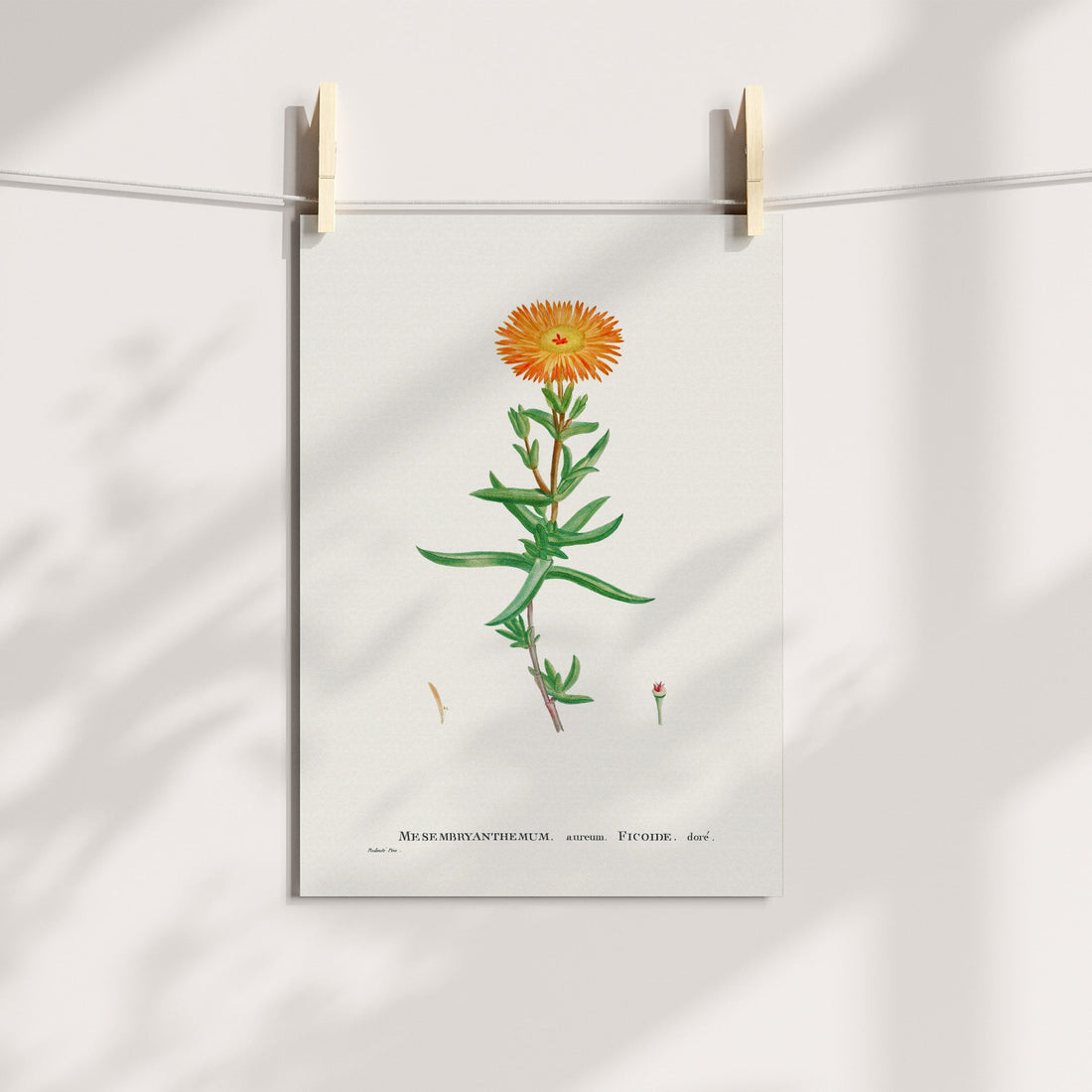 Golden Vygie / Gouevygie Botanical Printable Art