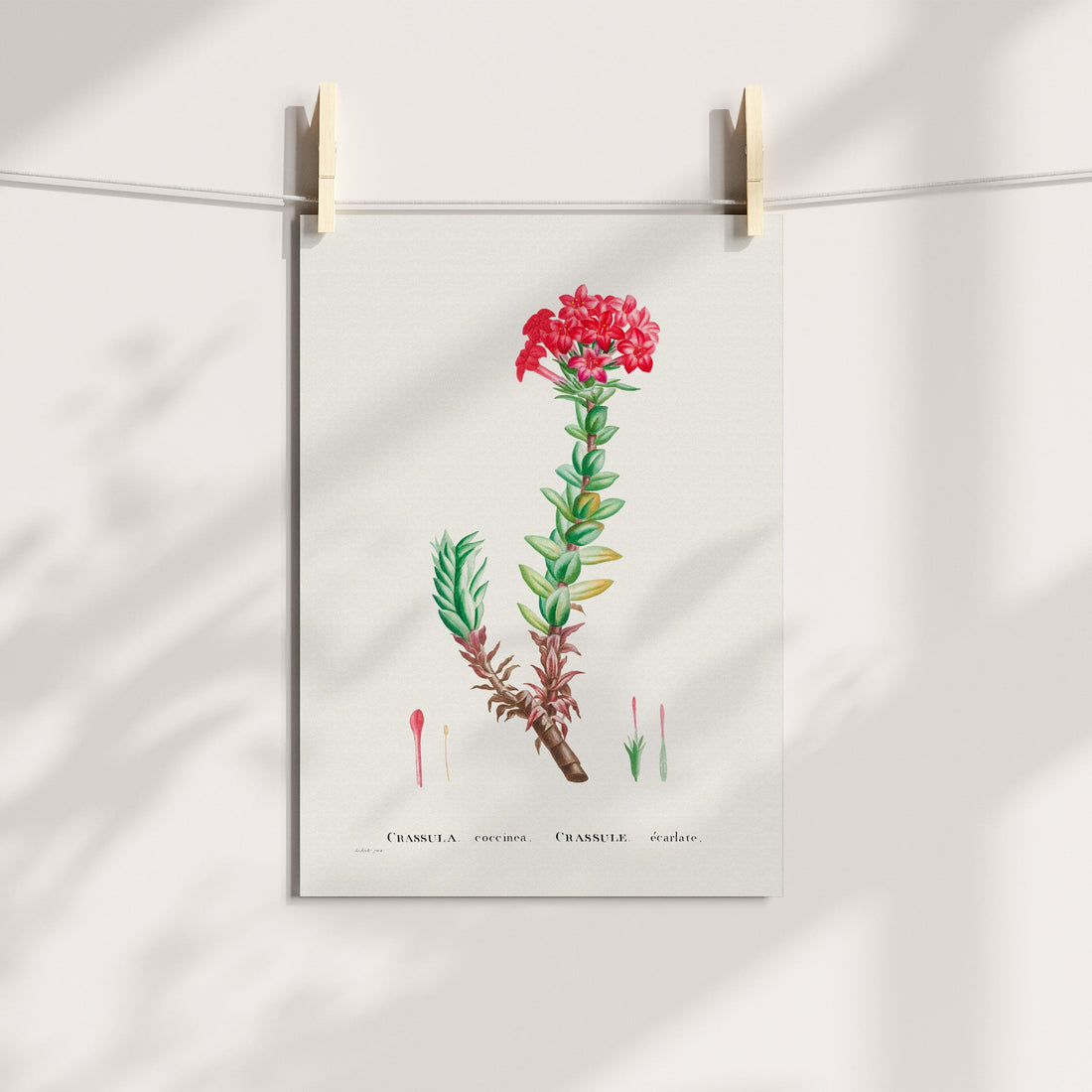 Red Crassula / Klipblom Botanical Printable Art