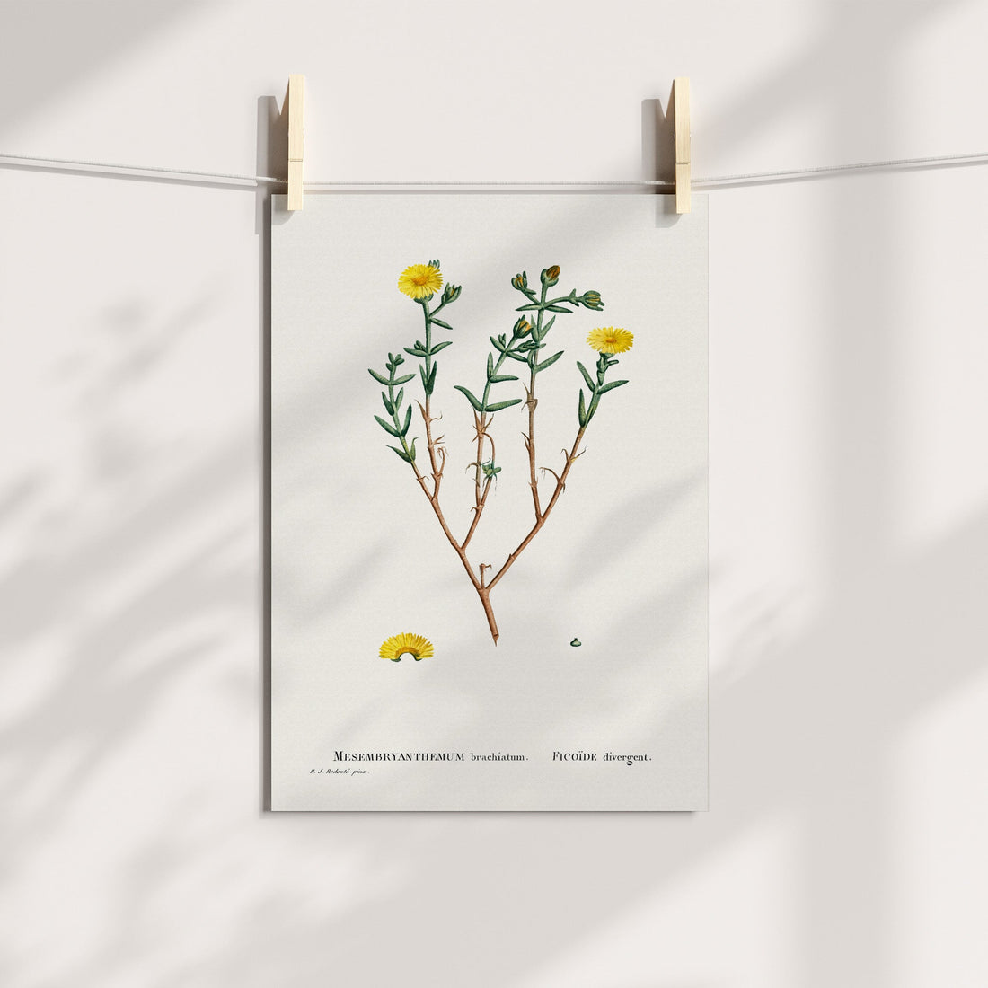 Yellow Vygie Botanical Printable Art
