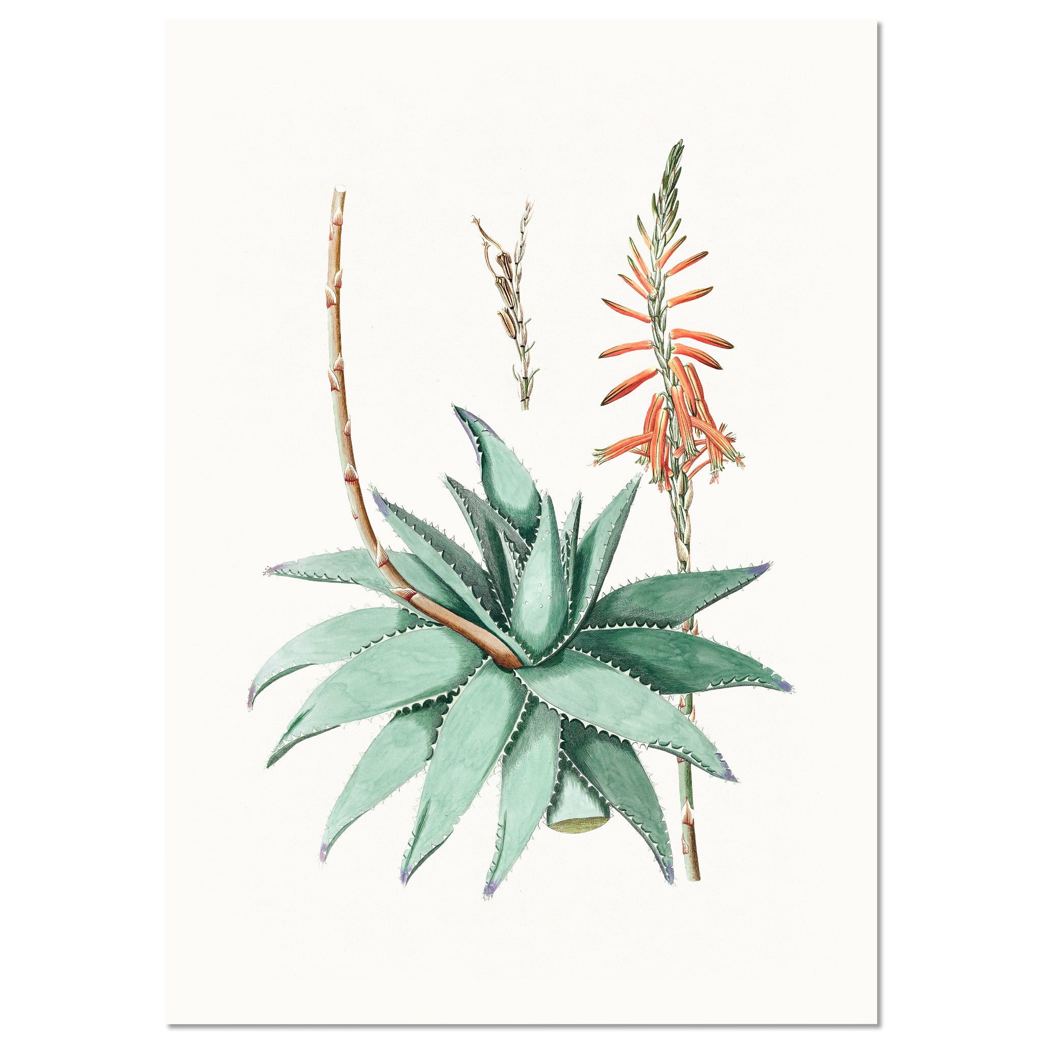 kawaii #lindo #cute #aloevera - Draw An Aloe Vera Plant, HD Png Download ,  Transparent Png Image - PNGitem