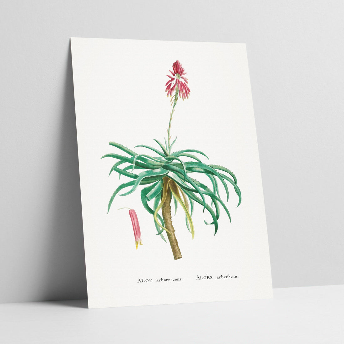 Aloe Arborescens Botanical Art Print