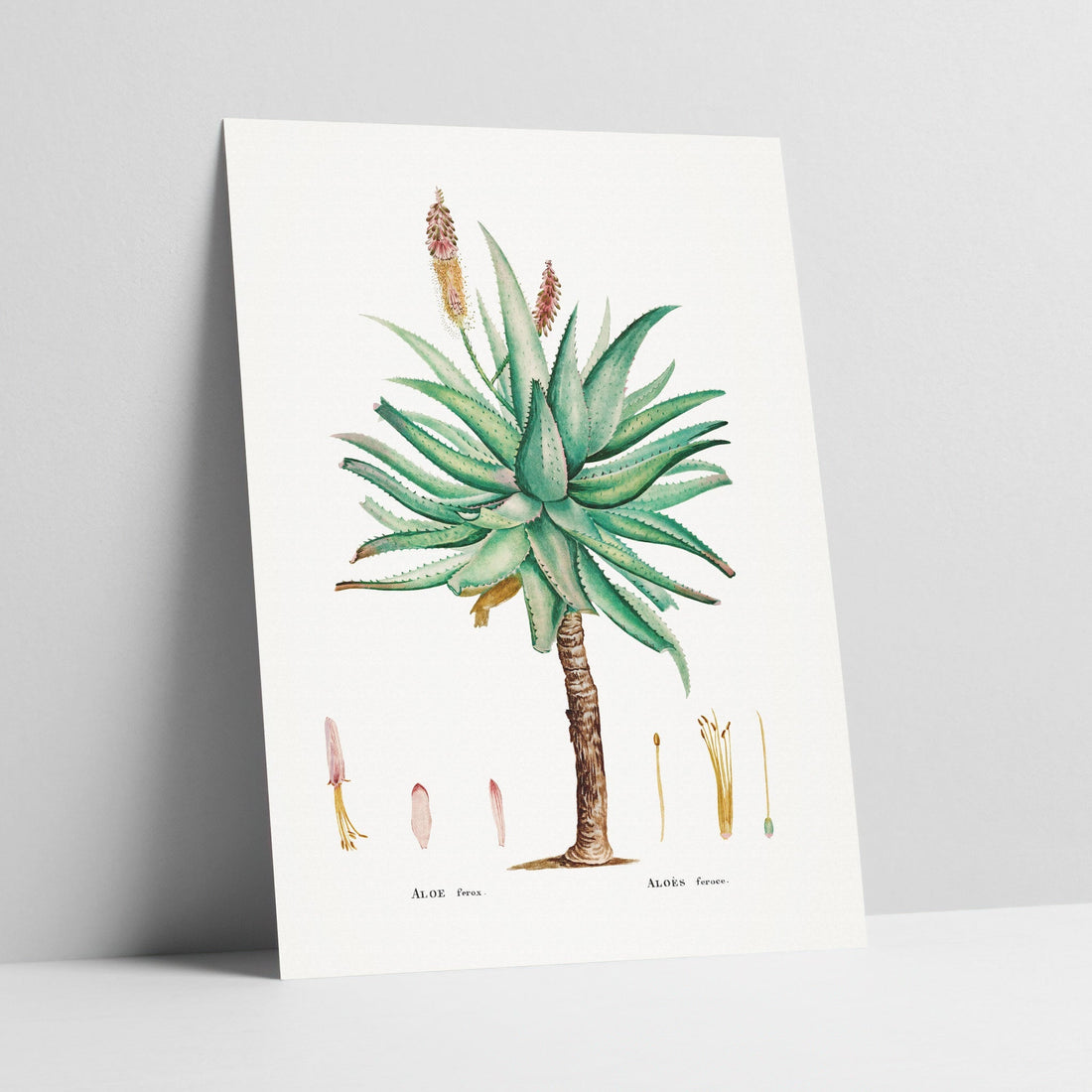 Aloe Ferox Botanical Art Print