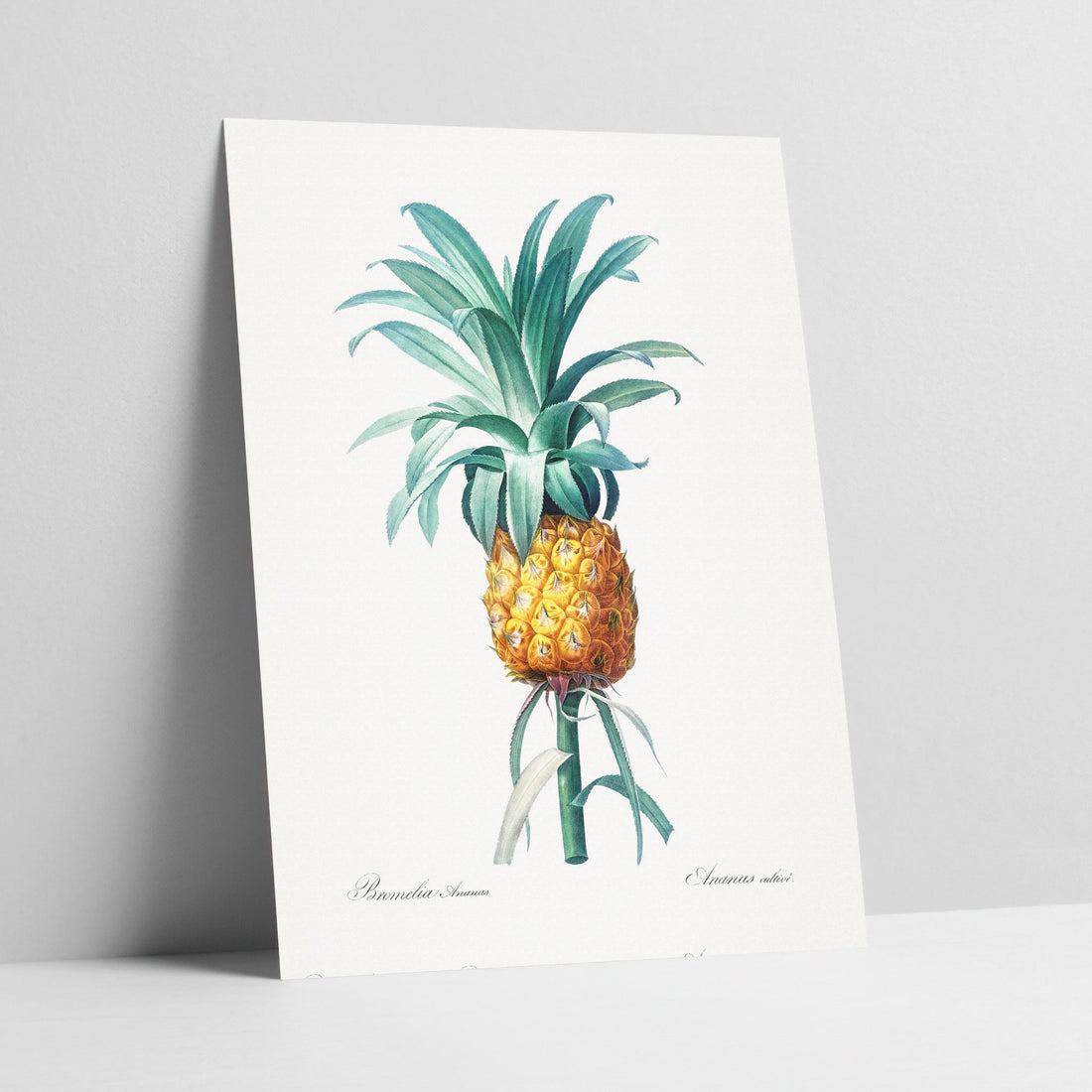 Pineapple Botanical Art Print
