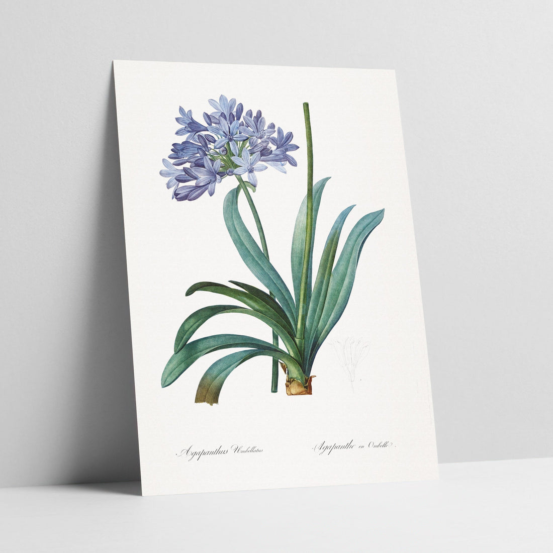Agapanthus Botanical Art Print