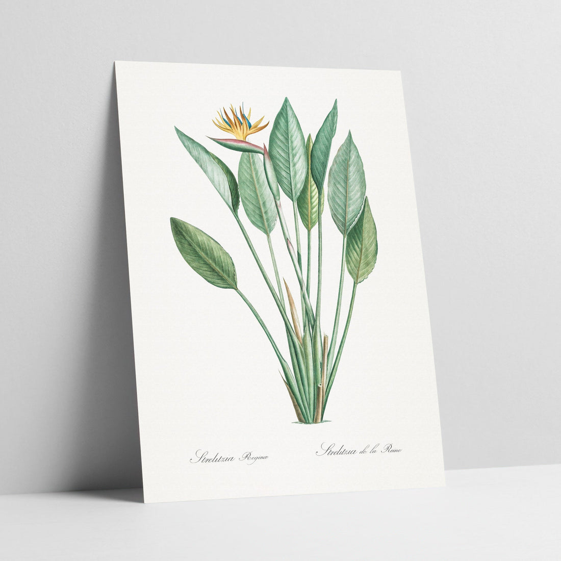 Strelitzia Botanical Art Print
