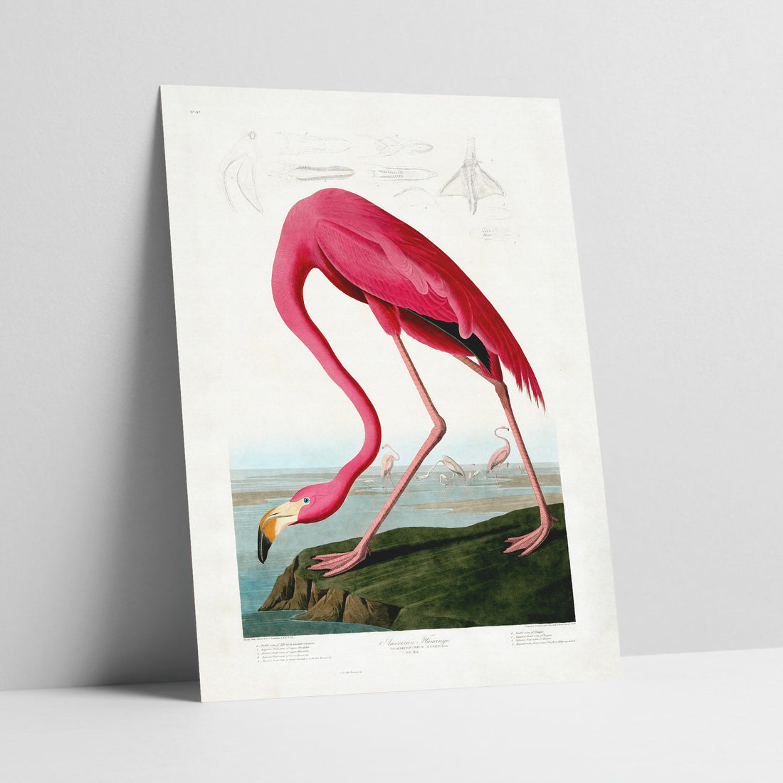 Pink Flamingo Etching Art Print