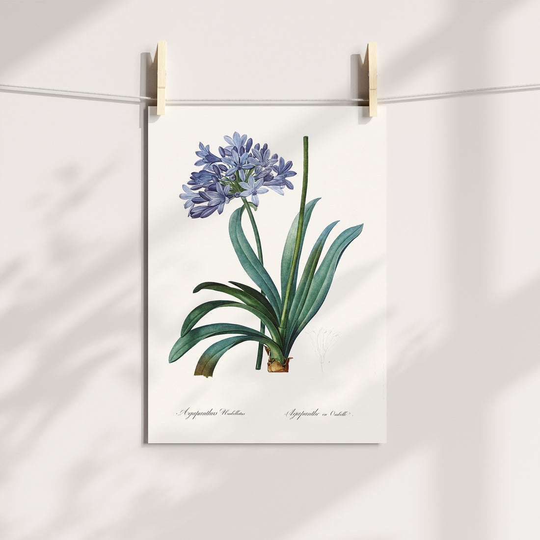 Agapanthus Botanical Printable Art