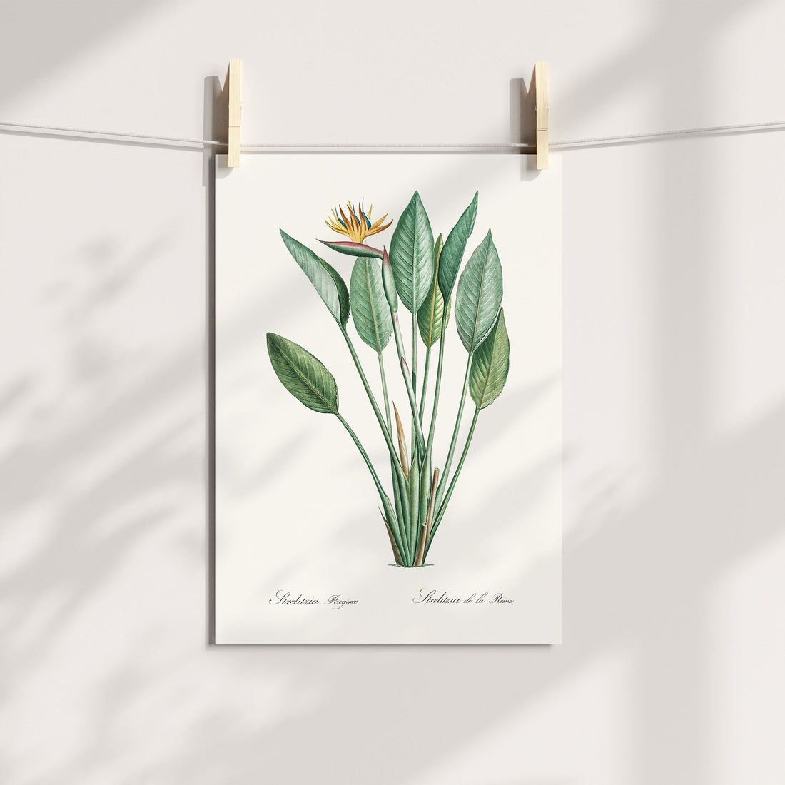 Strelitzia Botanical Printable Art