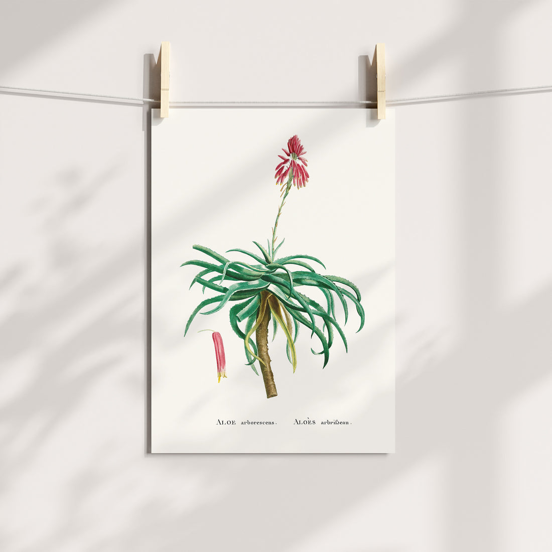 Aloe Arborescens Botanical Printable Art