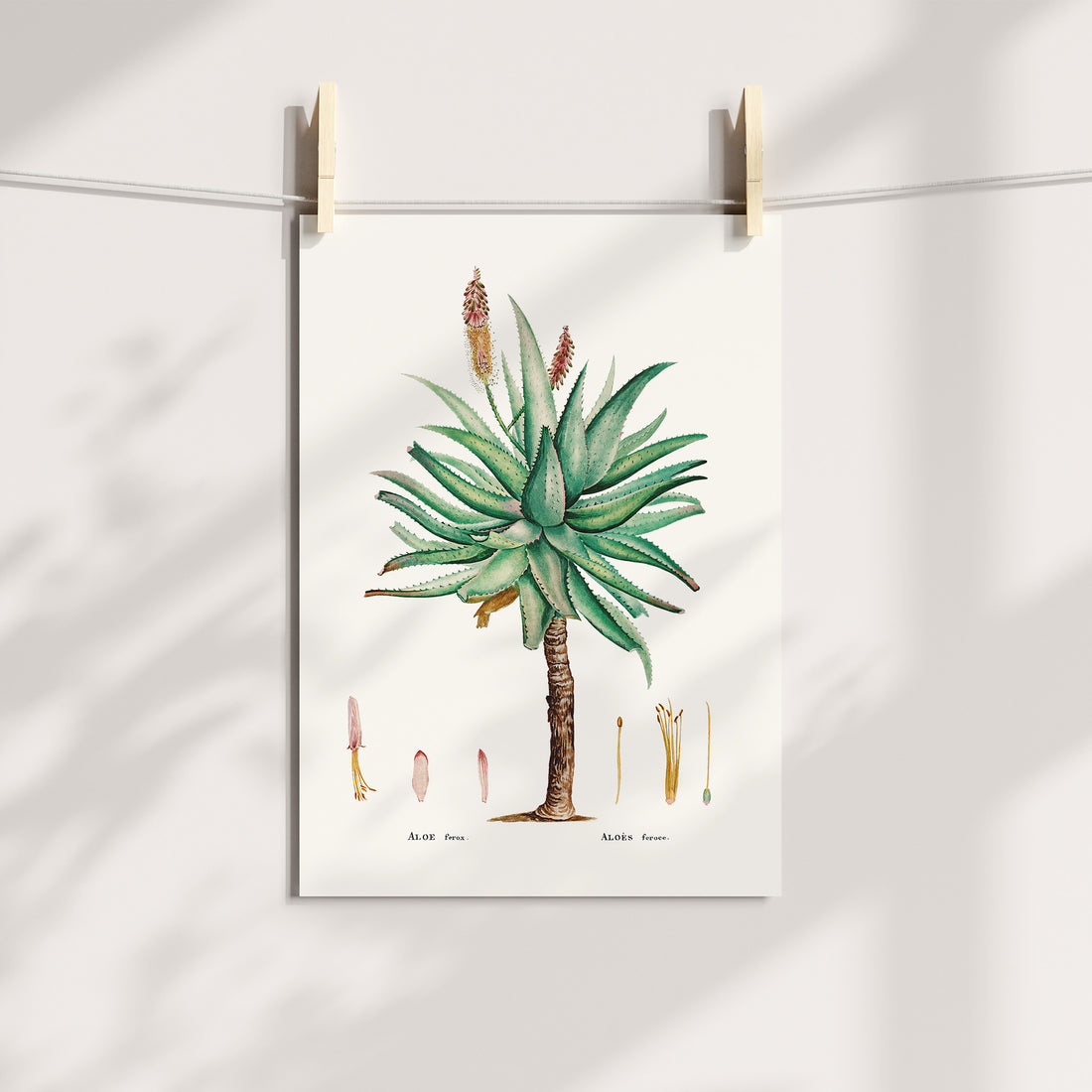 Aloe Ferox Botanical Printable Art